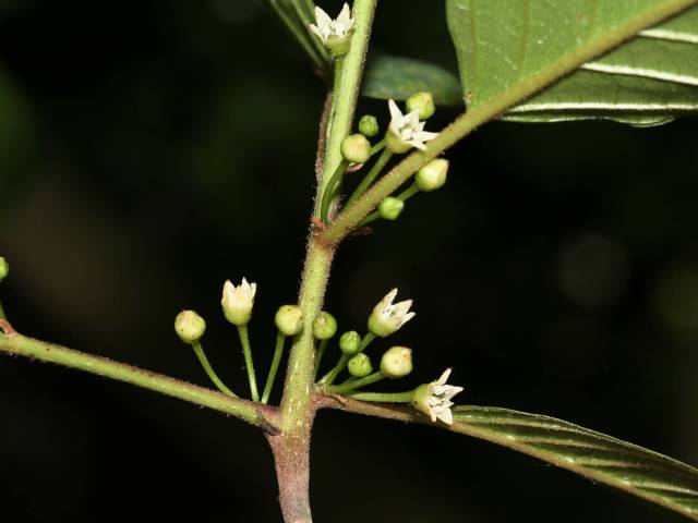 سیاه توسه Frangula alnus syn. Rhamnus frangula 6